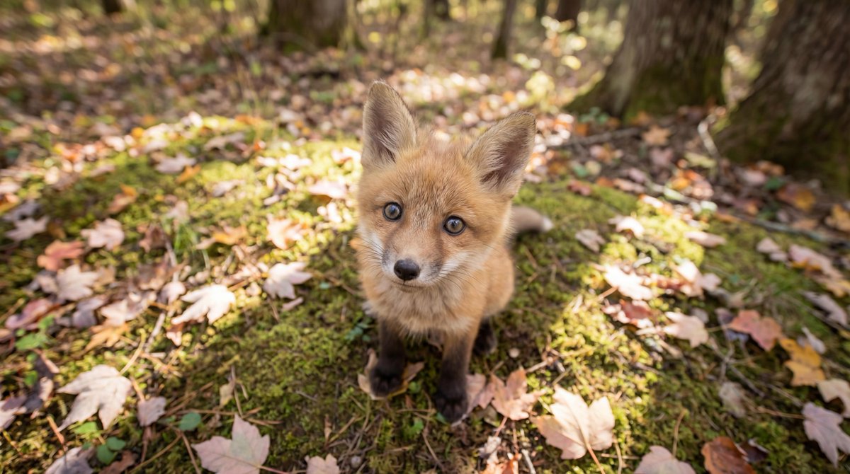 Adorable Baby Red Fox Kit Image Generation Prompt 1