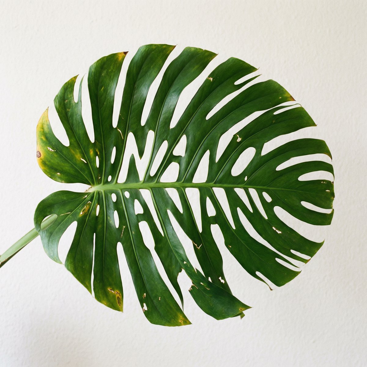 Monstera Leaf Logo Design 2